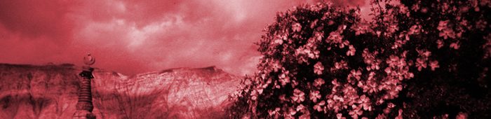 rosebushes in ladakh